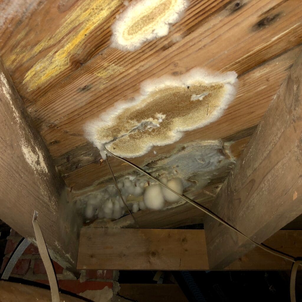 yellow fuzzy mold