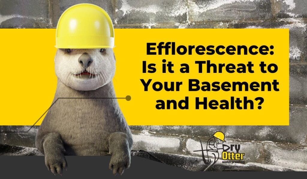 blog header for Efflorescence, is it a threat to Your basement and health?