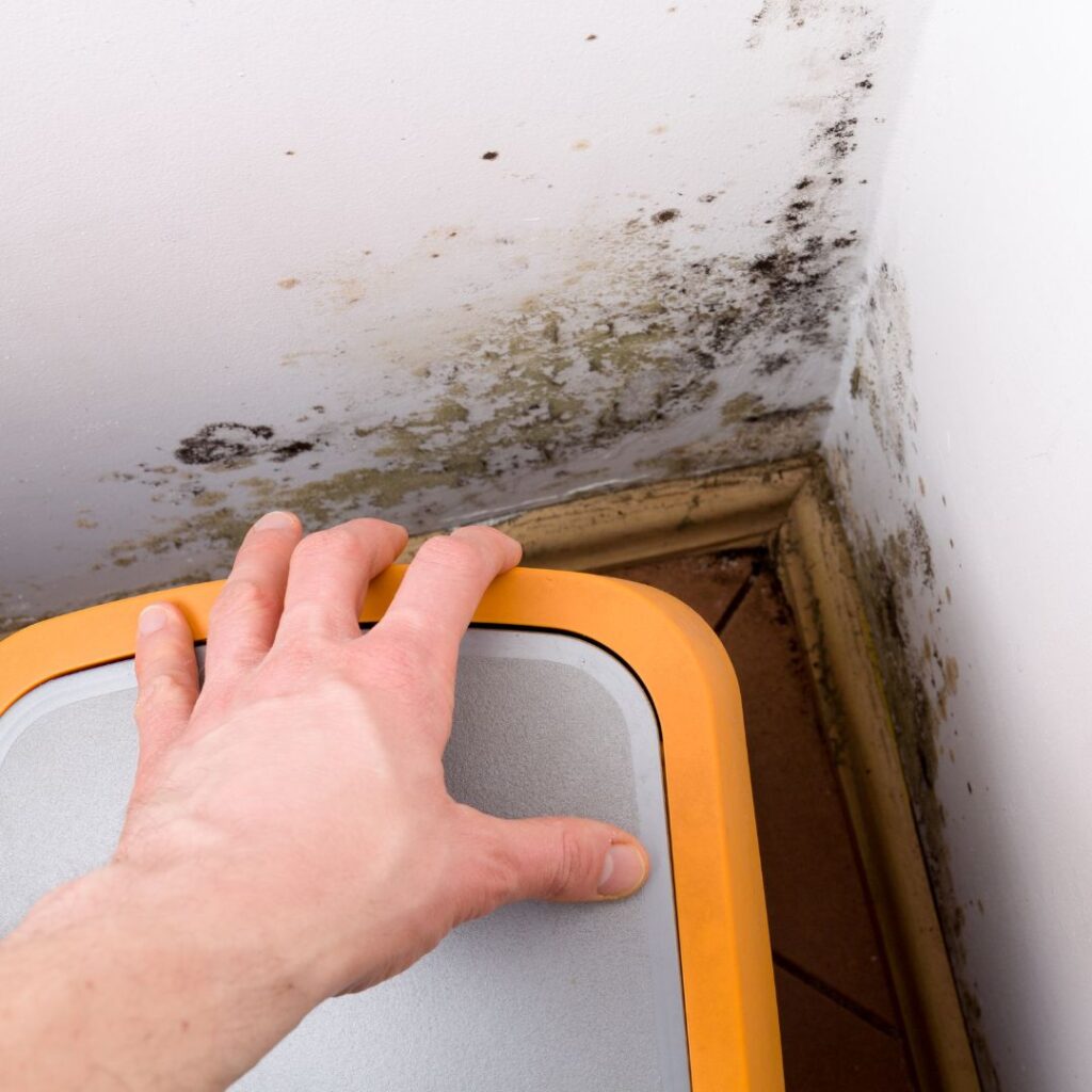 mold and mildew near baseboards behind storage tote box
