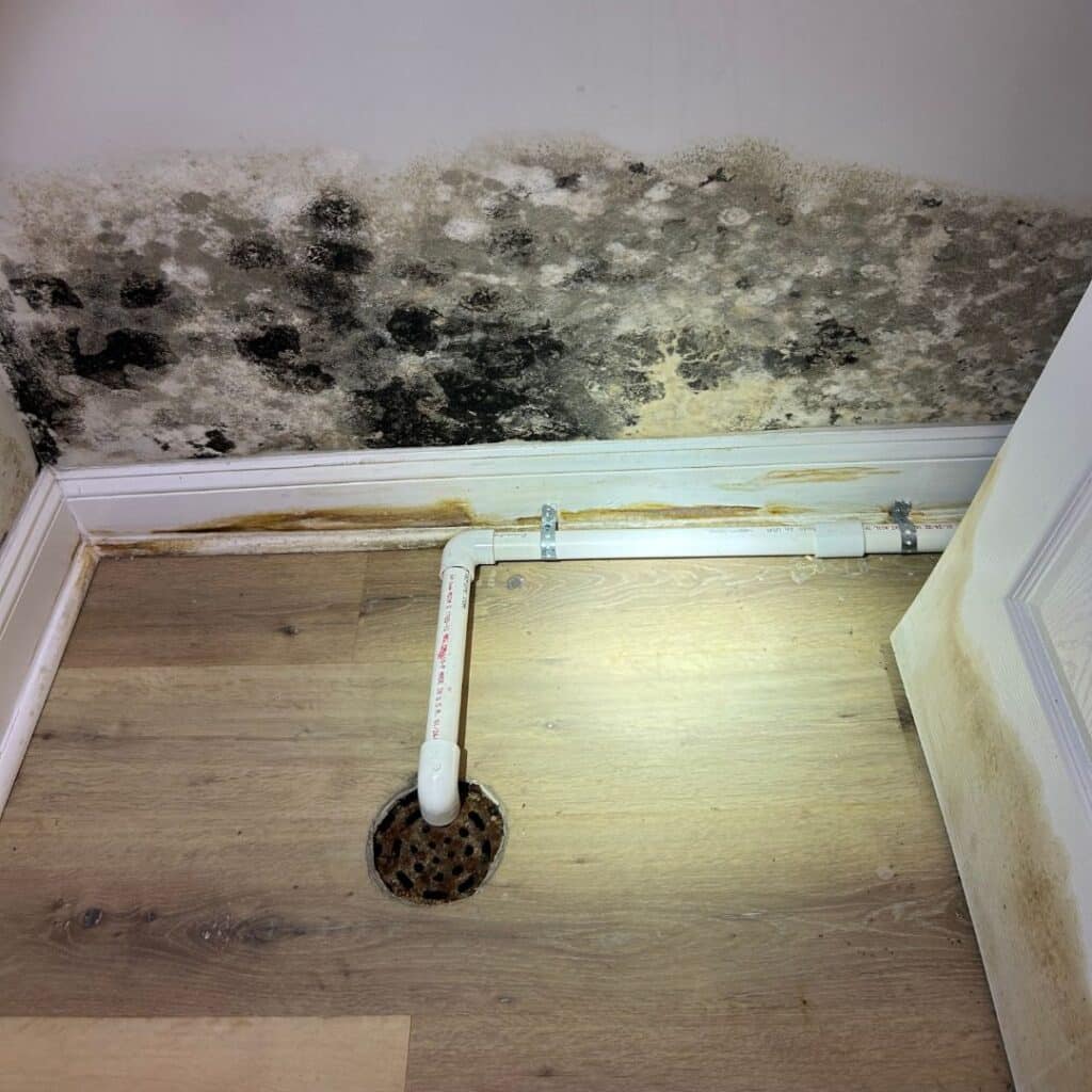 white, black, yellow mold in drywall in basement