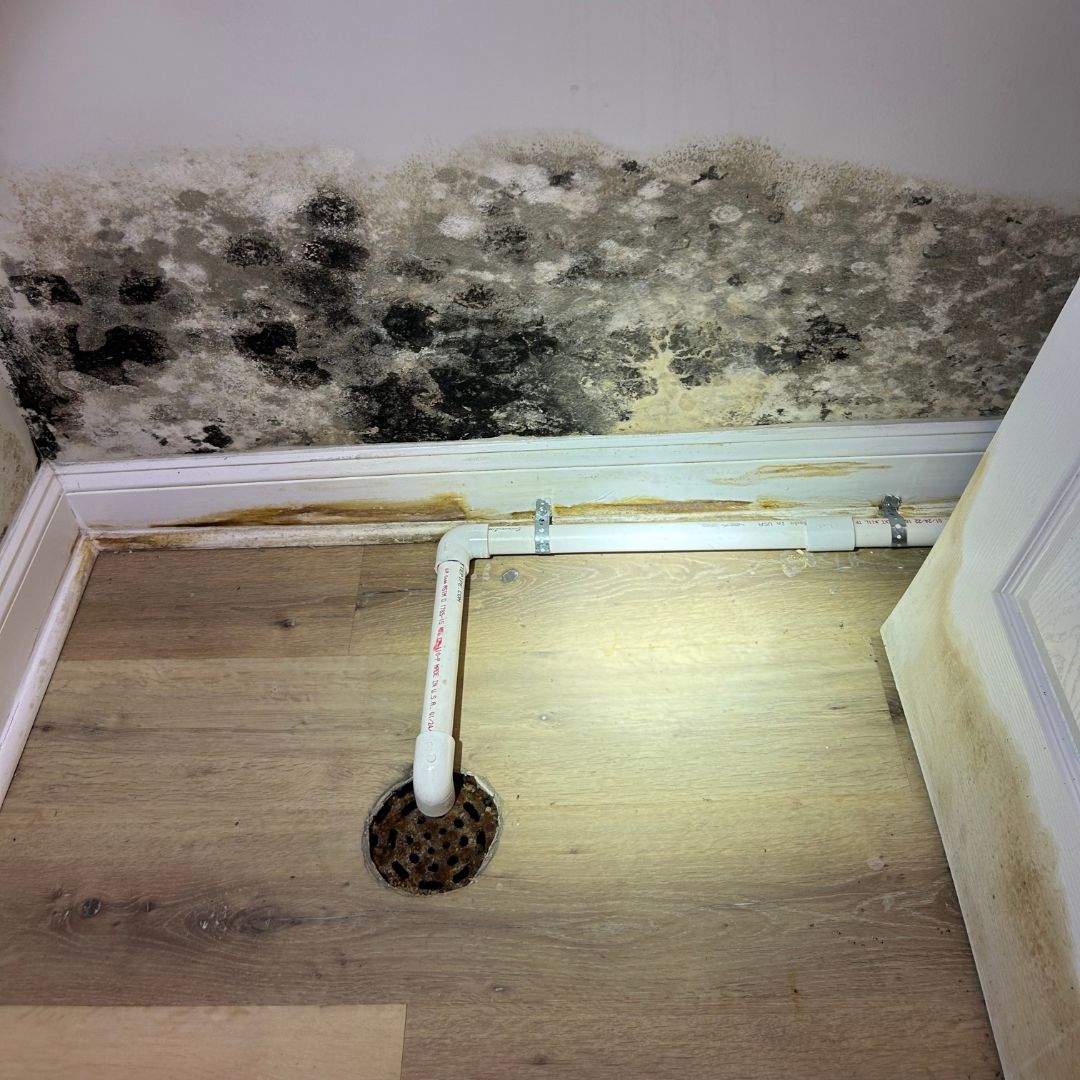 Understanding Different Types Of Basement Mold Black White And More understanding-different-types-of-basement-mold-black-white-and-more