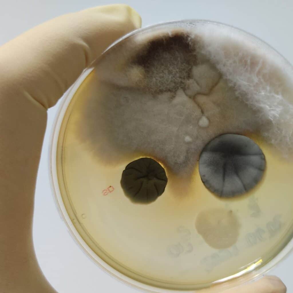 gloved hand holds petri dish with mold growing