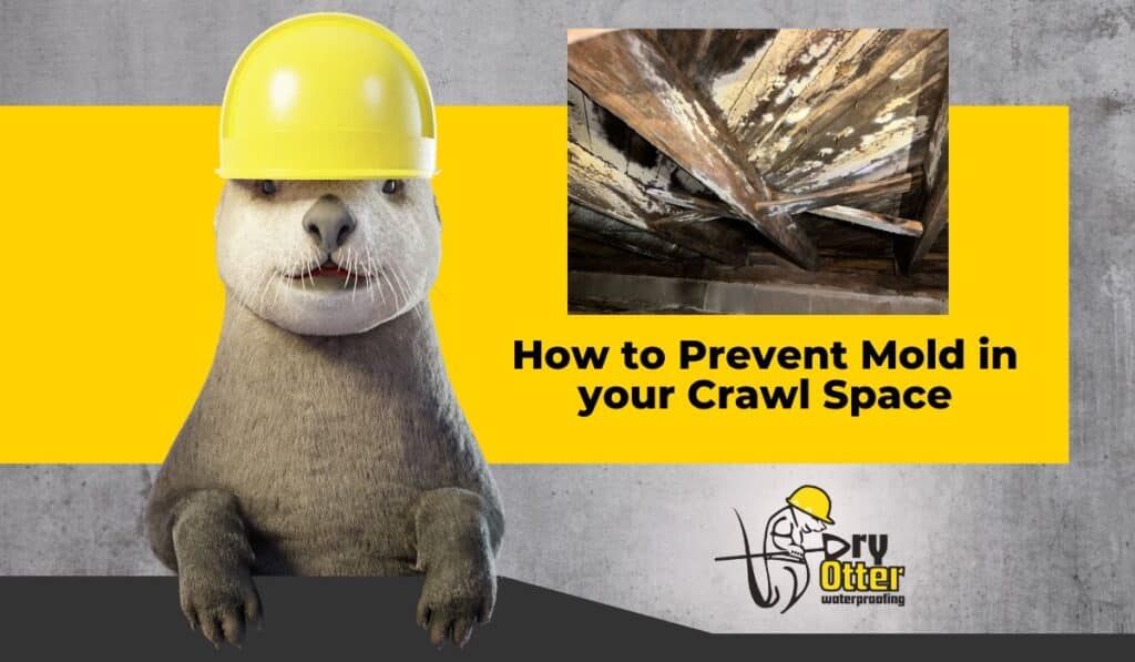 How to Safely Remove and Prevent Mold in Your Crawl Space