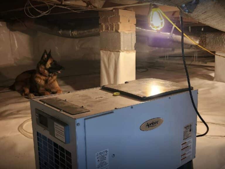 dog in an encapsulated crawl space