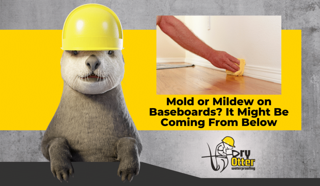 mold on baseboards blog post dry otter waterproofing