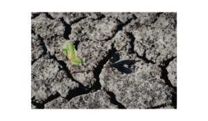Dried up dirt starting to separate with a tiny plant barely surviving on top